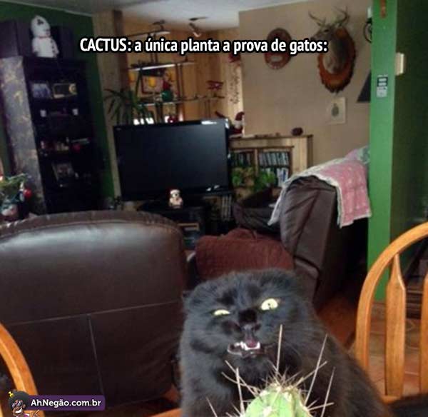cactus.jpg