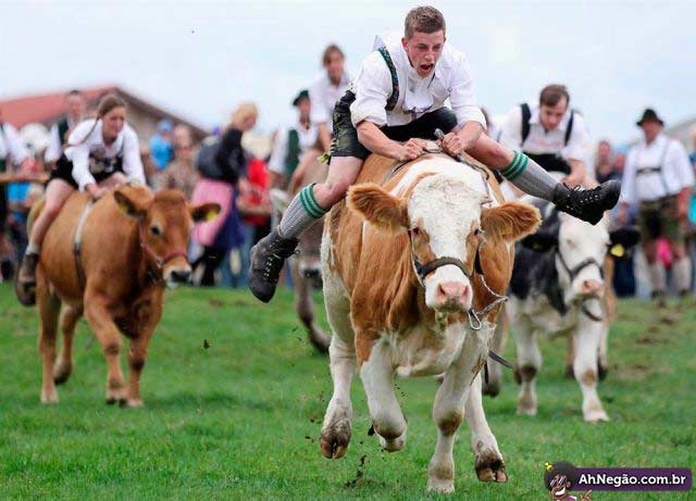vacas.jpg