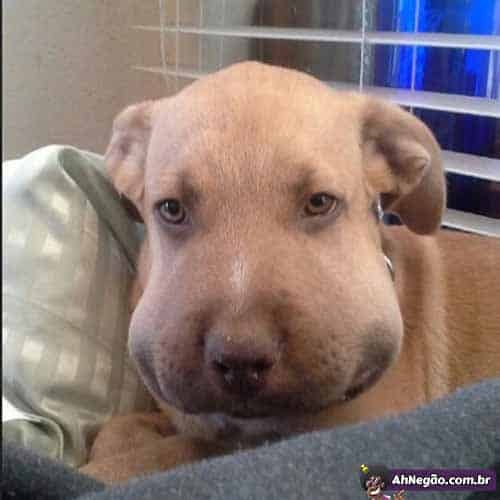 Coletânea de cachorros que comeram abelhas