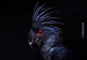 Os 13 animais mais HEAVY METAL do mundo