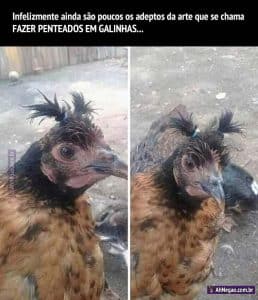 Galinha penteada - Ah Negão!