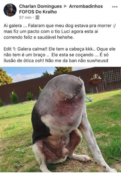 O cara que postou a foto mais assustadora de um cachorro já vista no grupo  de mascotes