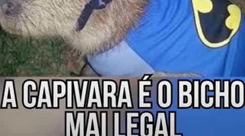 A capivara é o bicho mais legal #cartoonsbiel #animacao ib