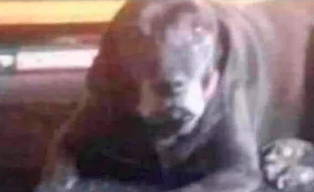 O cara que postou a foto mais assustadora de um cachorro já vista no grupo  de mascotes