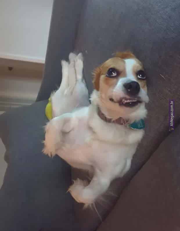 a small dog looking at the camera