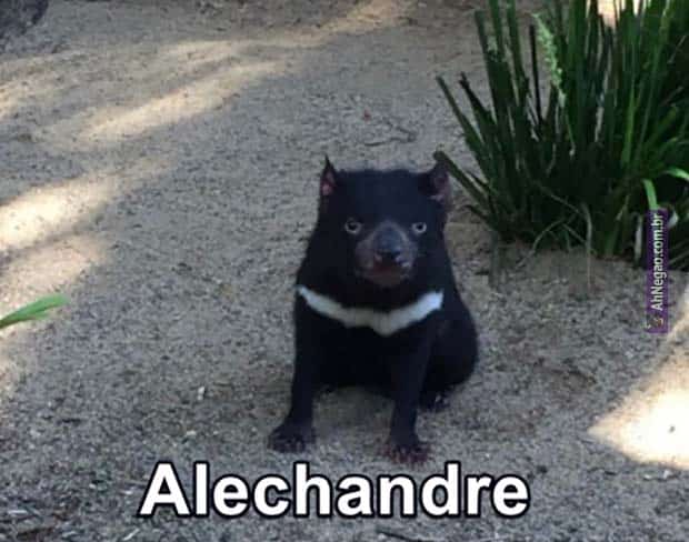 a squirrel standing on a dirt road